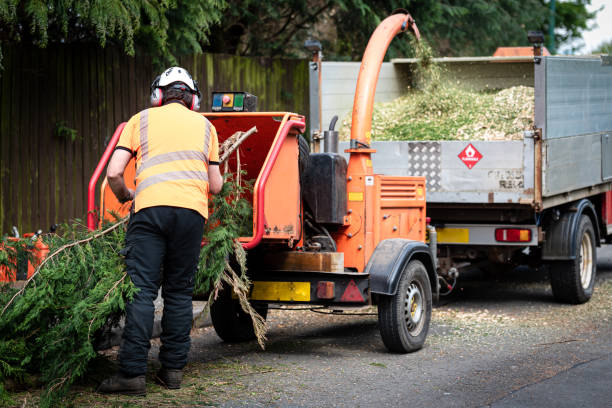 Best Organic Lawn Care Solutions  in Mason City, IL