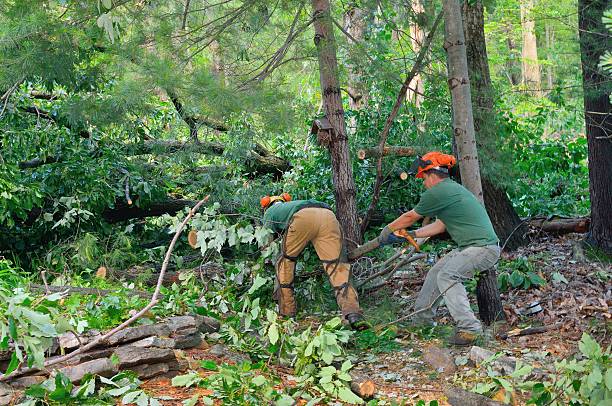 Best Tree Maintenance Programs  in Mason City, IL