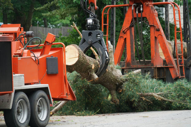 Best Stump Grinding and Removal  in Mason City, IL